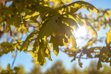 young foliage in the rays of the setting sun