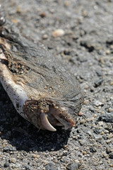 Toter Fisch Fischkopf Fischskelett am Strand
