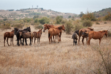Naklejka na ściany i meble Herd of Wild Horses