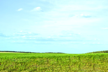 Fototapeta na wymiar Panorama rural field and sky. Green grass. Horizon