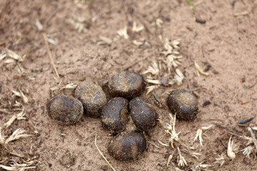 Wombat Kot in Australien © Andrea Geiss