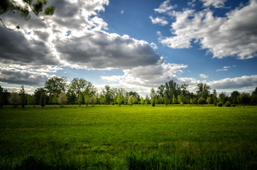 Field and trees