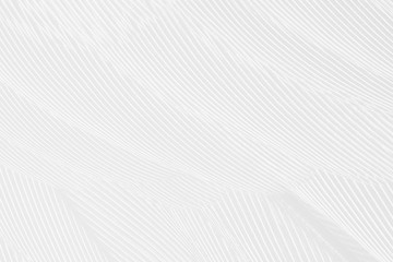 Naklejka premium Beautiful white feather pattern texture background