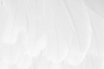 Obraz premium Beautiful white feather pattern texture background