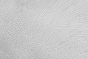 Beautiful white feather pattern texture background