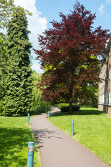 Summer day park path image