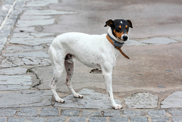 Perro con una pata levantada