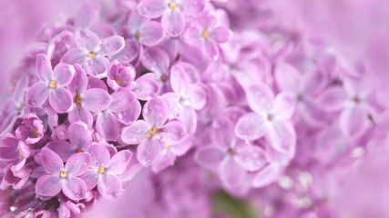 Fototapeta na wymiar Lilac flowers covered by raindrops