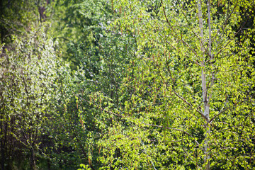 Fototapeta premium Beautiful fresh green leaves of silver birch tree on the sunny spring blyrry background.