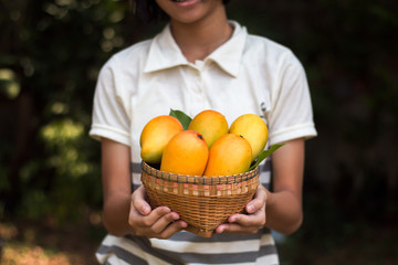 Asian girl holding a yellow ripe mango basket in hand