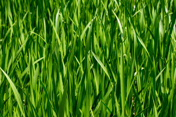 Fototapeta na wymiar Green Grass Texture