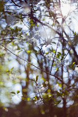 Sour cherry tree  white flowers on the sunny bright blurry background of a wild meadow.