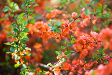 Beautiful orange red quince flowers on the bush in the edible garden.