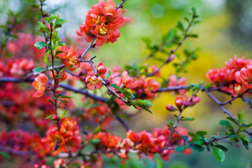 Beautiful orange red quince flowers on the bush in the edible garden.