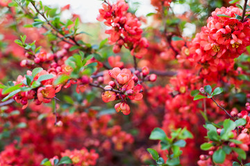 Beautiful orange red quince flowers on the bush in the edible garden.