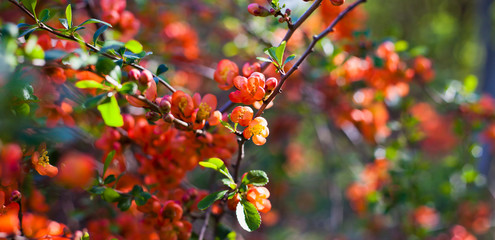 Beautiful orange red quince flowers on the bush in the edible garden.