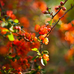 Beautiful orange red quince flowers on the bush in the edible garden.