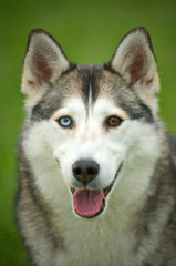 Portrait of siberian husky mix with heterochromia