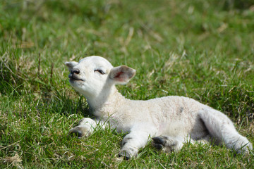 Fototapeta premium Sheep and spring lambs