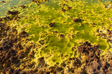 Acid ponds in Dallol site in the Danakil Depression in Ethiopia, Africa