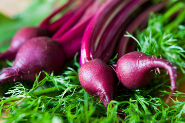 Young Beetroot red vegetable with beet green - leaves for fresh spring salad. - obrazy, fototapety, plakaty