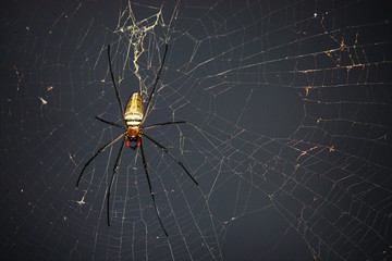 Spider on spider web with natural green background.Argiope bruennichi spider