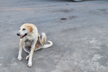 Dogs lie down on the ground of Siemens.