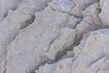 Texture of natural gray stone with fossils