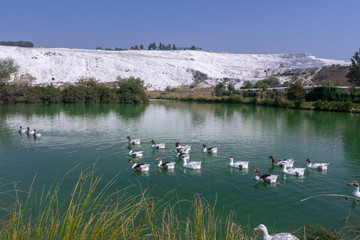 Geese swimming on lake in Pamukkale town of Denizli in Turkey. Ornithology, nobody.