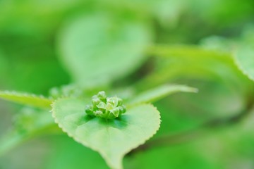 Obraz premium ハナイカダ