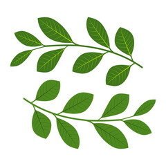 Set of branches with leaves. Vector illustration
