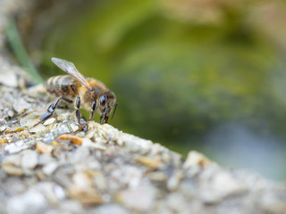 Honey bee drinking from pond