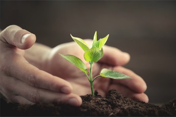 Fototapeta na wymiar Green Growing Plant and Human Hands on