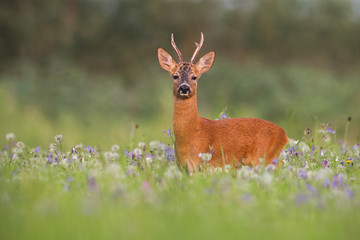 Naklejka na ściany i meble Roe deer, capreolus capreolus, buck in summer between flowers in nature. Wild animal in natural environment