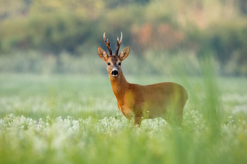 Naklejka na ściany i meble Strong roe deer, capreolus capreolus, buck with dark antlers on a meadow with wildflowers early in the morning. Wild roebuck in summer with green blurred background.