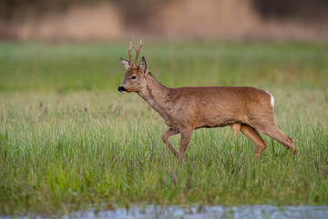 Roe deer, capreolus capreolus, buck in winter coat in spring walking on a green flooded meadow in daylight looking down. Wild animal in fresh green nature at sunrise.