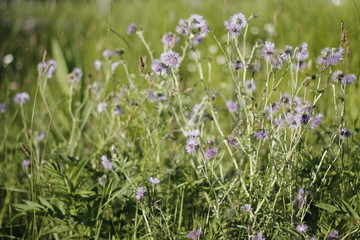 Spring vegetation in the countryside