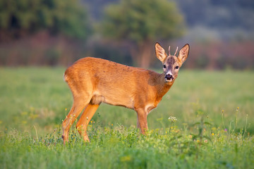 Fototapeta premium Young roe deer, capreolus capreolus, buck in summer on a fresh green grass looking to camera. Wild animal in nature. Wildlife scenery with vibrant colors at sunset.