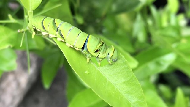 a hungry swallowtail butterfly caterpillar eating a leaf_v01