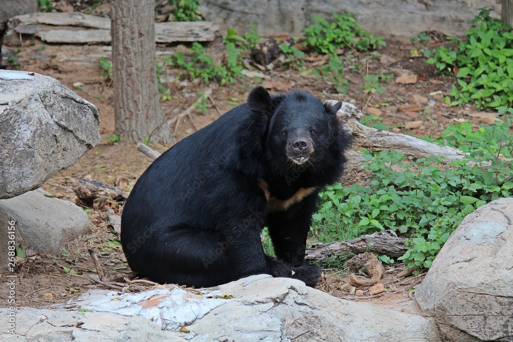 Wall mural animals, these are two bears that live at khon kaen zoo, in khon kaen province thailand.