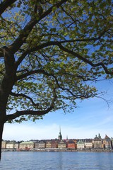 Baum und Rundblick auf Stockholm