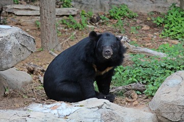 Animals,  these are two bears that live at KHON KAEN zoo,  in KHON KAEN province THAILAND.  