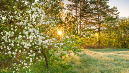 spring forest panorama landscape with a flowering apple tree and a meadow