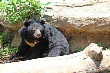 Animals,  these are two bears that live at KHON KAEN zoo,  in KHON KAEN province THAILAND.  