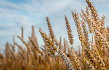 Wheat Field and perfect Blue Sky Background.