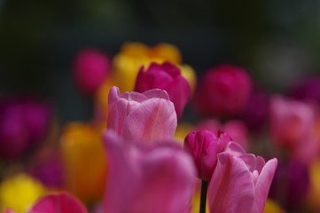 Tulpen in Stockholm