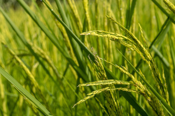 Rice seed ripe and green leaves in rice field.Growth and Yield of rice plants in summer.