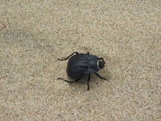 Fototapeta na wymiar escarabajo