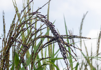 Rice seed ripe and green leaves in rice field.Growth and Yield of rice plants in summer.color tone