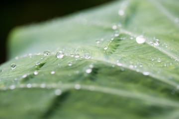 Green Leaves With Water Drop.